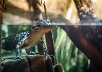 Alligator Pic Aquarium